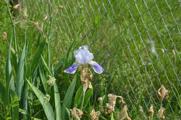 Virágos Virágok Növények Kertben Nyáron — Stock Fotó