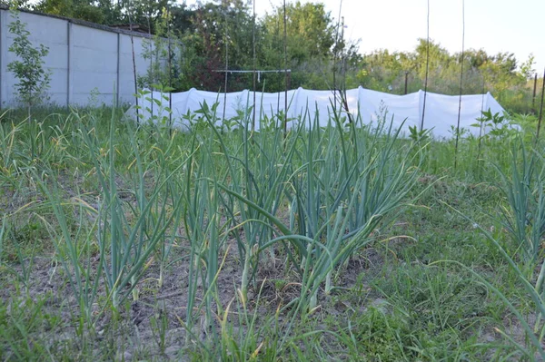 Cultivo Verduras Jardín Pueblo —  Fotos de Stock