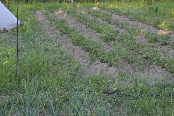 Coltivare Verdure Nell Orto Villaggio — Foto Stock