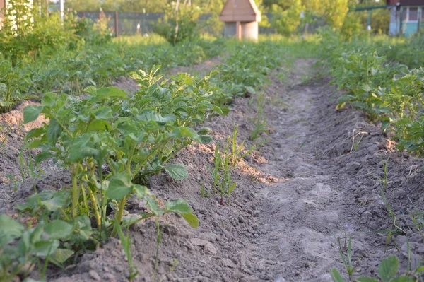 Cultivo Verduras Jardín Pueblo —  Fotos de Stock