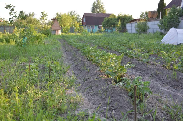 Gemüseanbau Garten Eines Dorfes — Stockfoto