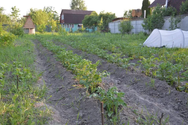 의정원에서 채소를 재배하는 — 스톡 사진