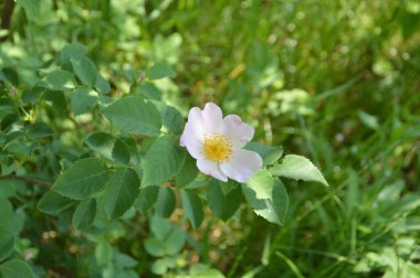 Yazın bahçede çiçek açan bitkiler.