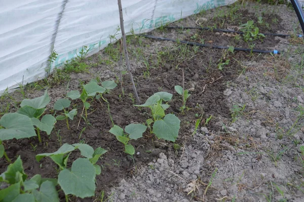 Cultivo Verduras Jardín Pueblo —  Fotos de Stock