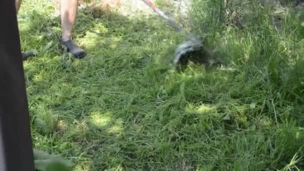 Een Vrouw Maait Het Gras Tuin Met Een Handtrimmer — Stockvideo
