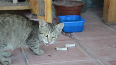 Kedi yerdeki plastik bir kaseden yemek yiyor.