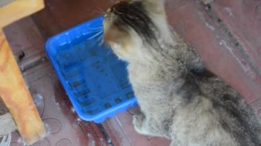 Kedi yerdeki plastik bir kaseden yemek yiyor.