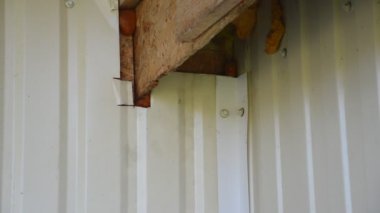 Evde yaz aylarında arılar ve yaban arıları var.