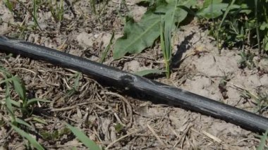 Bahçe sulama sisteminden bir damla su damlıyor.