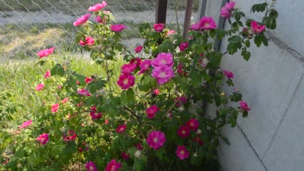 Bloeiende Bloemen Van Planten Tuin Zomer — Stockvideo