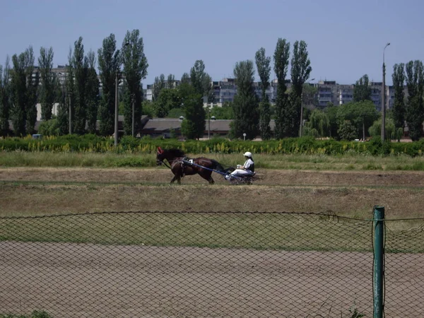 Kiev Ukraine 2022年6月19日 ヒッポドロームとフランスのトロッター馬の最初のレースで夏のシーズンの開幕 — ストック写真