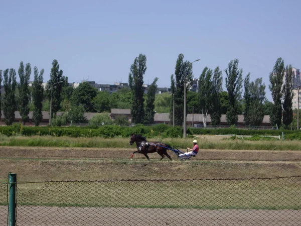 Kiev Ukraine 2022年6月19日 ヒッポドロームとフランスのトロッター馬の最初のレースで夏のシーズンの開幕 — ストック写真