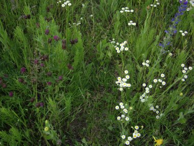 Bir köyün bahçesinde yaz çiçekleri açtı.