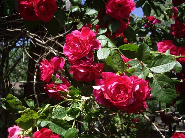 Summer Flowers Bloomed Garden Village — Stock Photo, Image