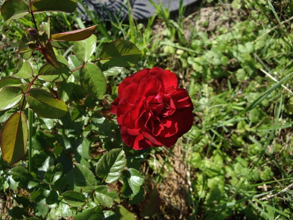 Florile Vară Înflorit Grădină Într Sat — Fotografie, imagine de stoc