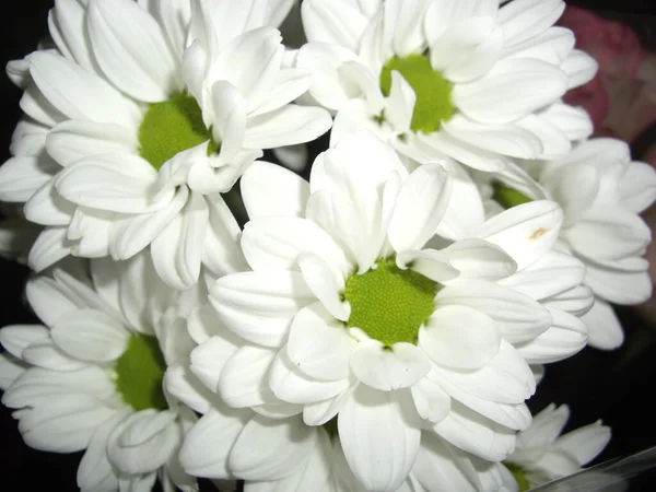 Kwiaty Dla Prezentów Wakacje Zbliżenie — Zdjęcie stockowe