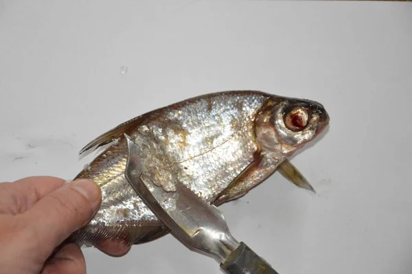 Чистка Речной Рыбы После Рыбалки Чешуи — стоковое фото