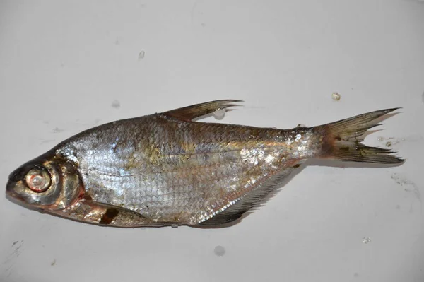 Cleaning River Fish Fishing Scales — Stock Photo, Image