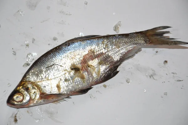 Pulizia Del Pesce Fiume Dopo Pesca Dalle Squame — Foto Stock
