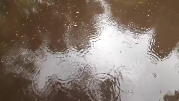 Heavy Downpour Drops Water Drip Wet Asphalt — Vídeo de Stock