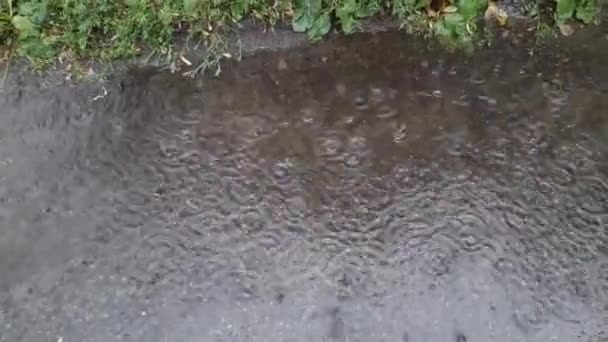 Heavy Downpour Drops Water Drip Wet Asphalt — Video