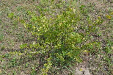 Böğürtlenler yazın olgunlaşır bahçe için