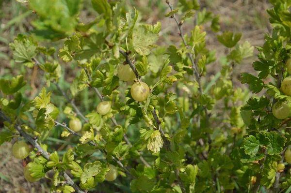 Bacche Maturate Estate Giardino — Foto Stock