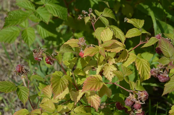 Berries Ripened Summer Garden — 스톡 사진