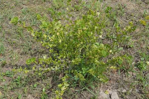 Böğürtlenler yazın olgunlaşır bahçe için