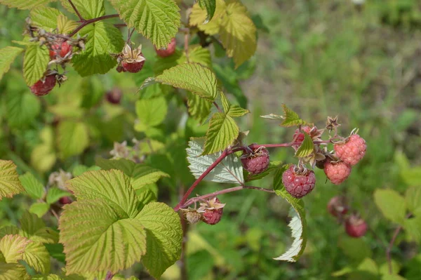 Berries Ripened Summer Garden — 스톡 사진