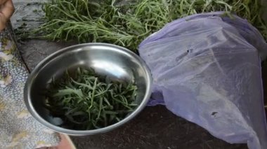 Vejetaryen yemeği için roka temizliyorum.