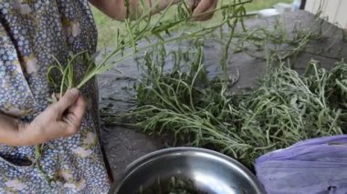 Vejetaryen yemeği için roka temizliyorum.