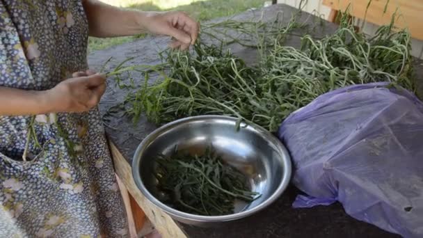 Cleaning Herb Arugula Vegetarian Eating — Stockvideo