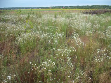 Yazın bitkiler ve ağaçlar Bir orman