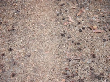 Yazın bitkiler ve ağaçlar Bir orman