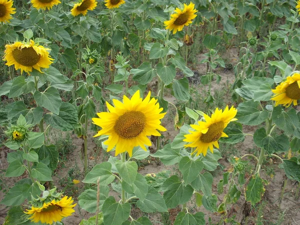 Yellow Sunflower Ripened Summer Field — ストック写真