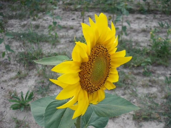Yellow Sunflower Ripened Summer Field — Fotografia de Stock