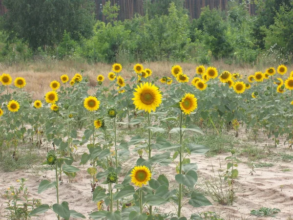 Yellow Sunflower Ripened Summer Field — 图库照片