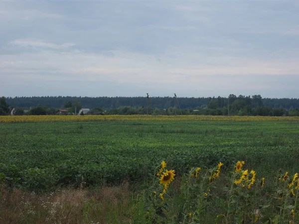 Yellow Sunflower Ripened Summer Field — Stock Fotó