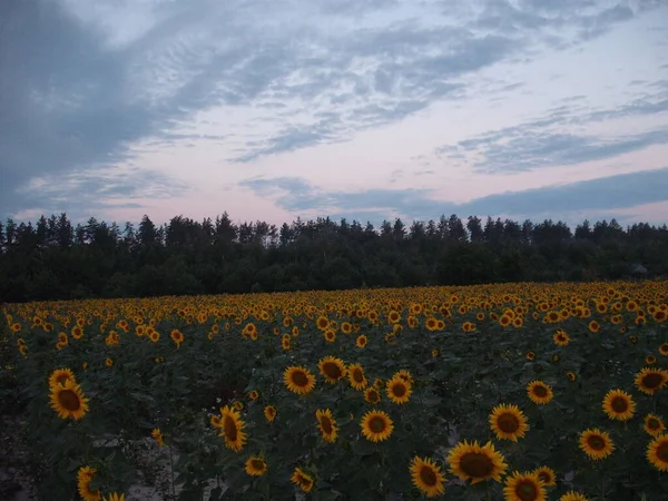 Żółty Słonecznik Dojrzewał Letnim Polu — Zdjęcie stockowe