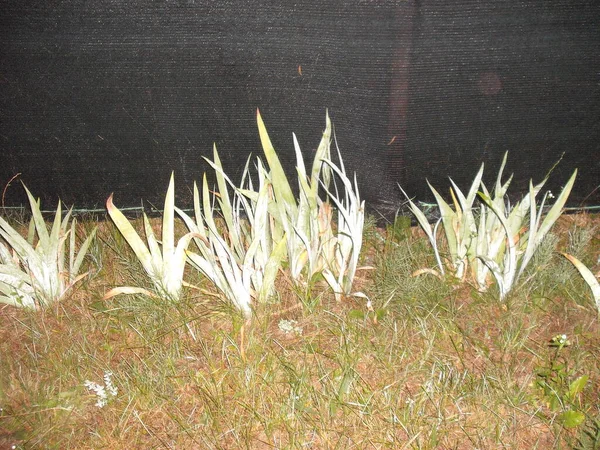Leaves of flower bushes at in  night near the fence