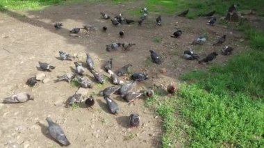 A flock of pigeons eats food on green grass