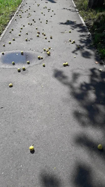 Fallen Pears Lie Asphalt City — Foto Stock