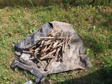 Fresh firewood chopped from the  large