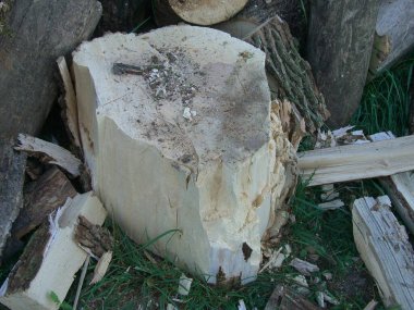 Fresh firewood chopped from the  large