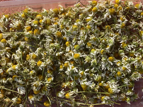 Herbarium of flowers collected in a the garden