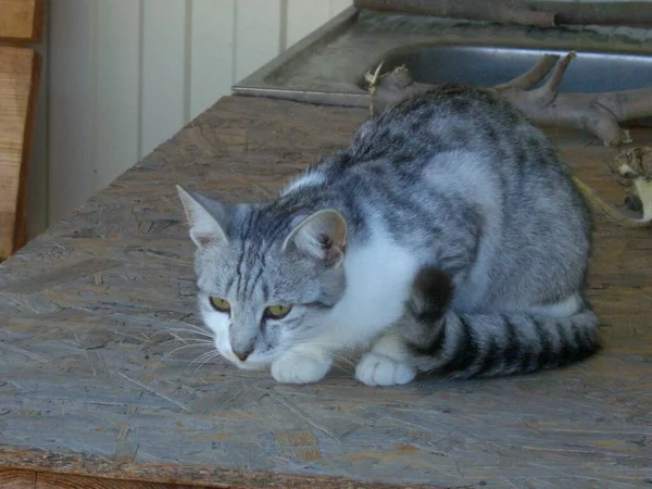 The cat lies peacefully on a hot the summer day