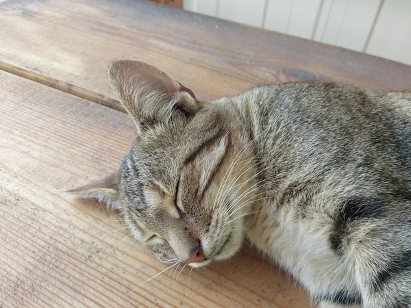 The cat lies peacefully on a hot the summer day