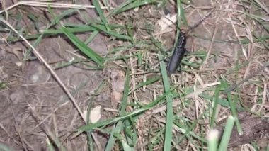 Large black beetle with big whiskers
