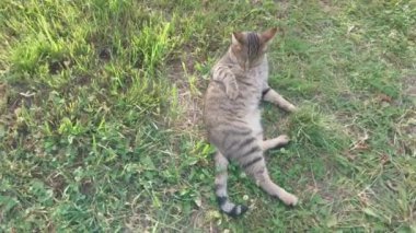 The cat lies peacefully on a hot summer day